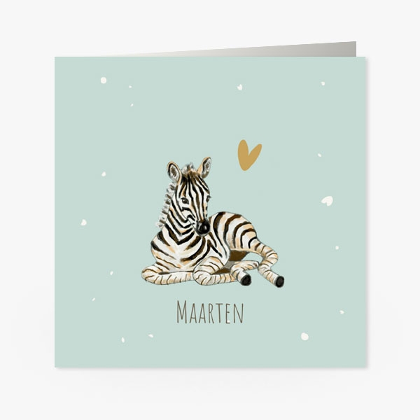 Zebra - Maarten